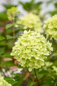Hydrangea pan. 'Little Lime' ® ('jane') 40- 50 C5 - afbeelding 4