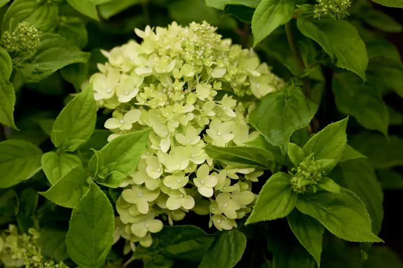 Hydrangea pan. 'Little Lime' ® ('jane') 40- 50 C5 - afbeelding 1