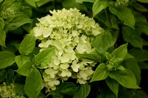 Hydrangea pan. 'Little Lime' ® ('jane') 40- 50   C5 - afbeelding 1