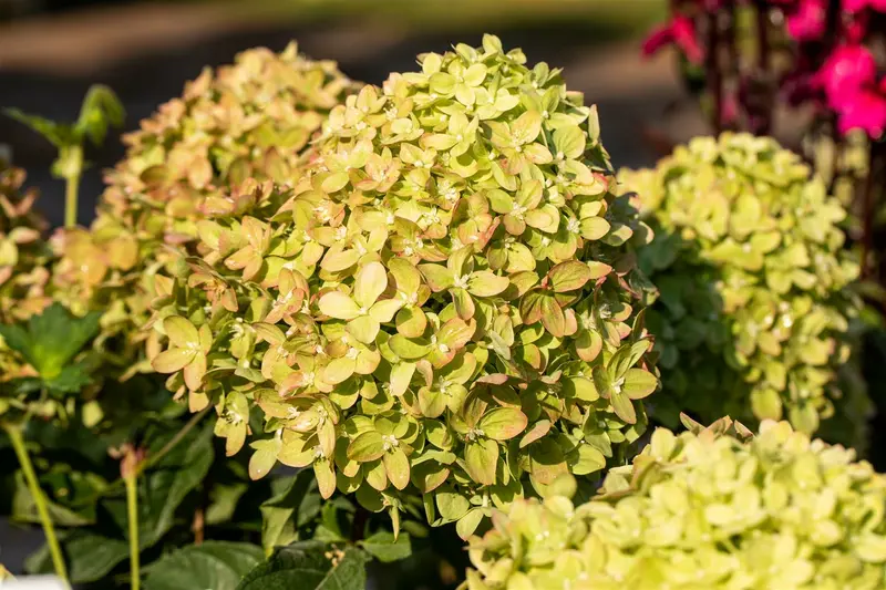 Hydrangea pan. 'Little Lime' ® ('jane') 40- 50 C5 - afbeelding 3