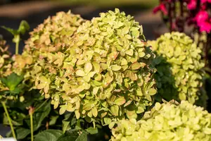 Hydrangea pan. 'Little Lime' ® ('jane') 40- 50 C5 - afbeelding 3