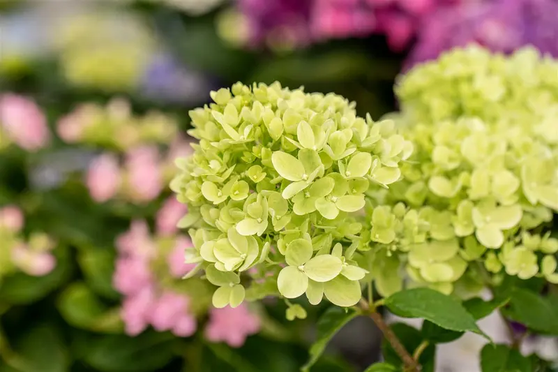 Hydrangea pan. 'Little Lime' ® ('jane') 40- 50 C5 - afbeelding 5