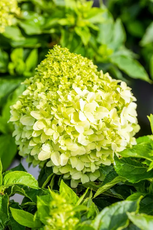 Hydrangea pan. 'Little Spooky'® 60- 80   C12 - afbeelding 2