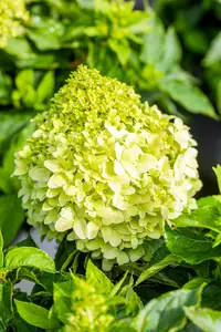 Hydrangea pan. 'Little Spooky'® 60- 80   C12 - afbeelding 2