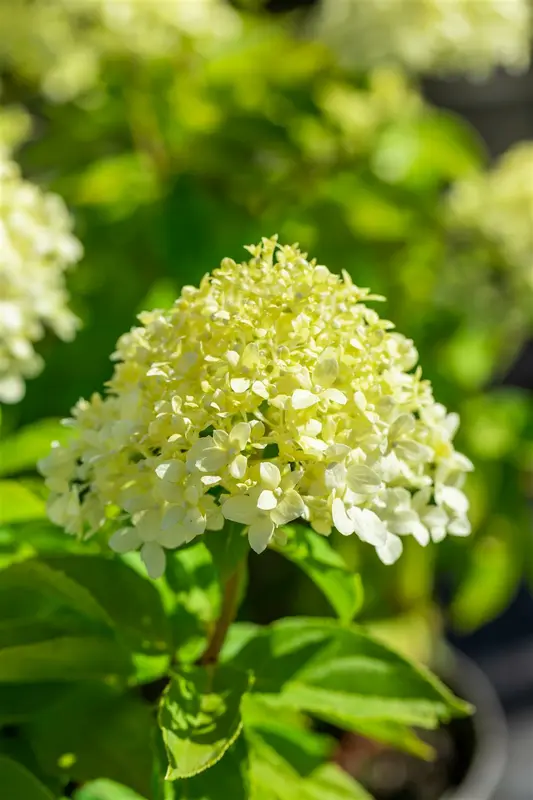 Hydrangea pan. 'Little Spooky'® 60- 80   C12 - afbeelding 4