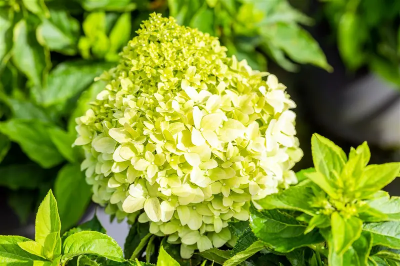Hydrangea pan. 'Little Spooky'® 60- 80   C12 - afbeelding 1