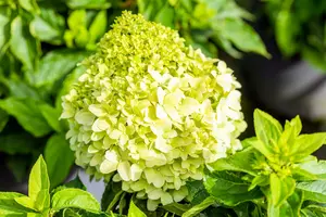 Hydrangea pan. 'Little Spooky'® 60- 80 C12