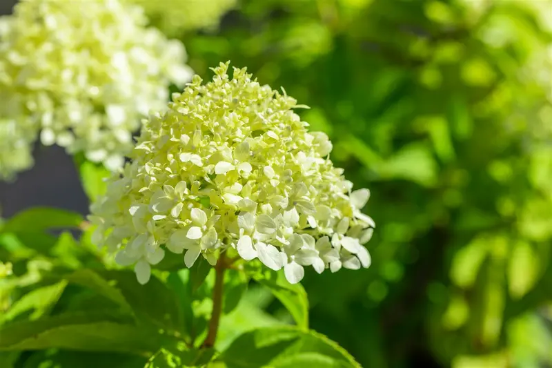 Hydrangea pan. 'Little Spooky'® 60- 80   C12 - afbeelding 3