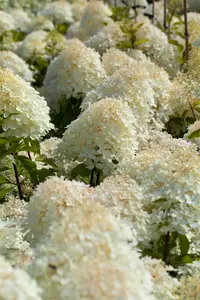 Hydrangea pan. 'Phantom' 40- 50   C - afbeelding 4