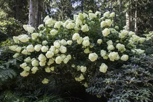 Hydrangea pan. 'Phantom' 40- 50 C