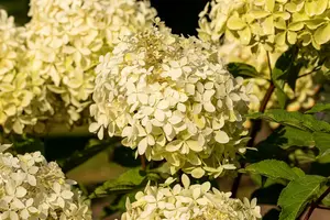 Hydrangea pan. 'Phantom' 50- 60 C7,5 - afbeelding 2