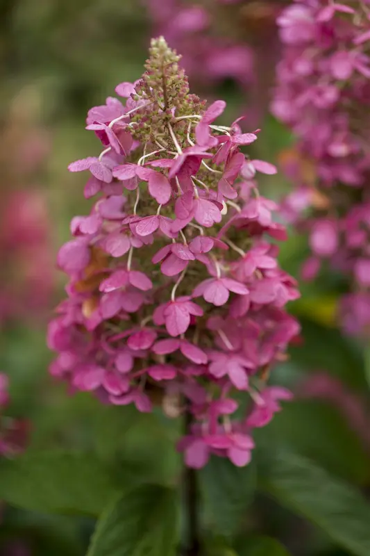 Hydrangea pan. 'Pinky Winky'® 40- 50   C - afbeelding 2