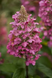 Hydrangea pan. 'Pinky Winky'® 40- 50   C - afbeelding 2