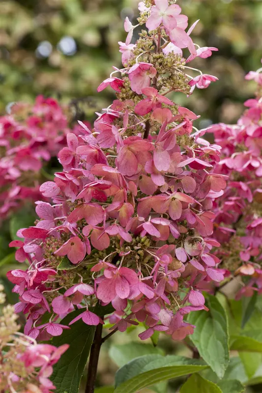 Hydrangea pan. 'Pinky Winky'® 40- 50   C - afbeelding 4
