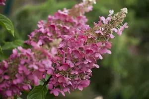 Hydrangea pan. 'Pinky Winky'® 40- 50   C - afbeelding 1