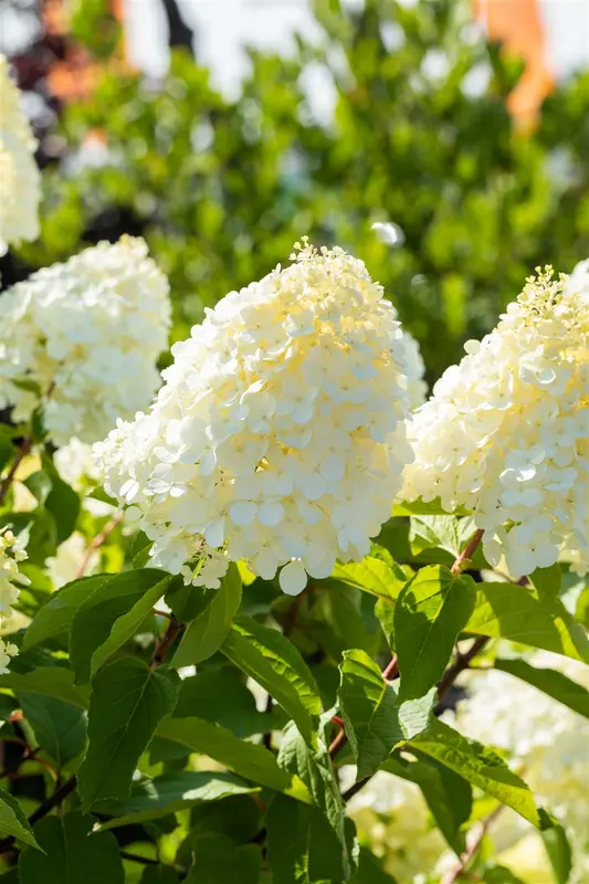 Hydrangea pan. 'Polar Bear'® 60- 80   C10 - afbeelding 4