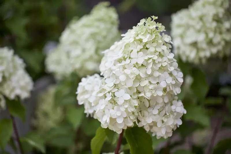 Hydrangea pan. 'Polar Bear'® 60- 80   C10 - afbeelding 1