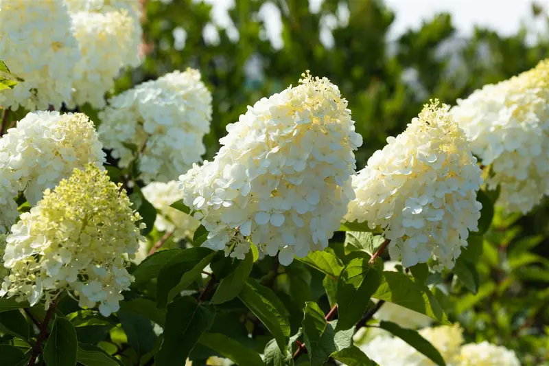 Hydrangea pan. 'Polar Bear'® 60- 80   C10 - afbeelding 2