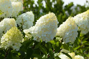 Hydrangea pan. 'Polar Bear'® 60- 80   C10 - afbeelding 2