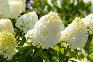 Hydrangea pan. 'Polar Bear'® 60- 80   C10 - afbeelding 3