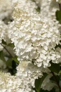 Hydrangea pan. 'Silver Dollar' STAM/100 C10