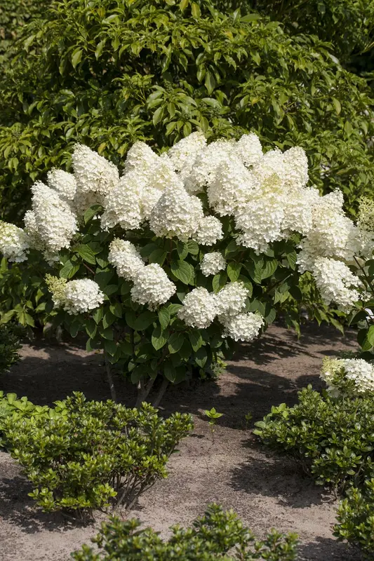 Hydrangea pan. 'Silver Dollar' STAM/100 C10 - afbeelding 2
