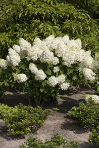 Hydrangea pan. 'Silver Dollar' STAM/100 C10 - afbeelding 2
