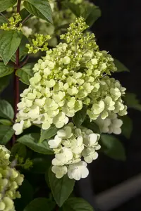 Hydrangea pan. 'Silver Dollar' STAM/100 C10 - afbeelding 4