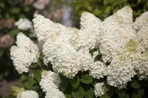 Hydrangea pan. 'Silver Dollar' STAM/100 C10 - afbeelding 3