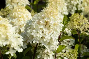 Hydrangea pan. 'Silver Dollar' STAM/100 C10 - afbeelding 5