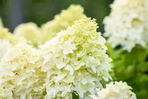 Hydrangea pan. 'Skyfall'® 80-100 C12