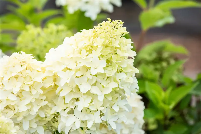 Hydrangea pan. 'Skyfall'® 80-100   C12 - afbeelding 2