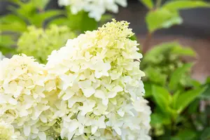 Hydrangea pan. 'Skyfall'® 80-100   C12 - afbeelding 2