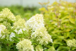 Hydrangea pan. 'Skyfall'® 80-100   C12 - afbeelding 4