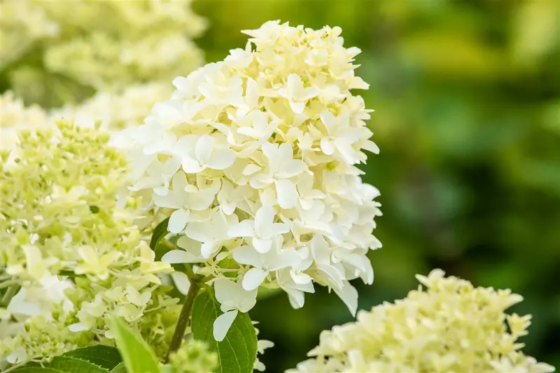Hydrangea pan. 'Skyfall'® 80-100   C12 - afbeelding 3