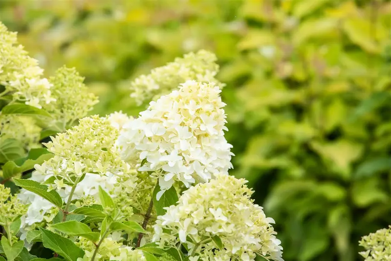 Hydrangea pan. 'Skyfall'® 80-100   C12 - afbeelding 5