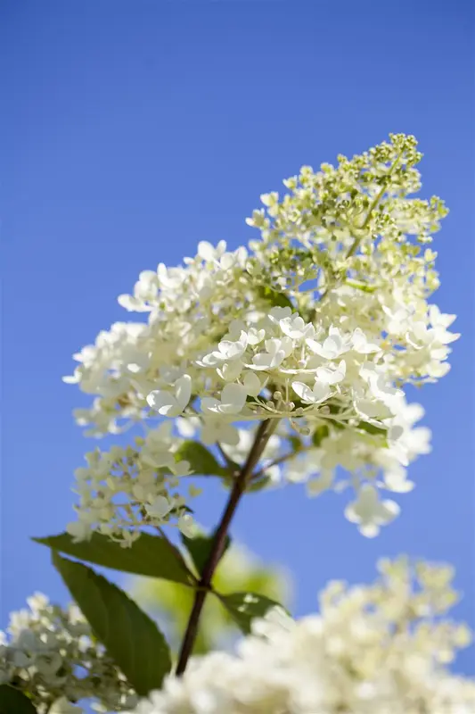 Hydrangea pan. 'Tardiva' 40- 50   C - afbeelding 1