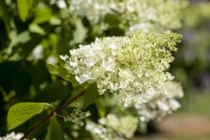 Hydrangea pan. 'Tardiva' 40- 50   C - afbeelding 2