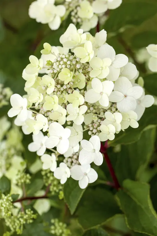 Hydrangea pan. 'Vanille Fraise'® 40- 50   C - afbeelding 1