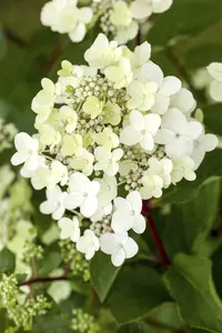 Hydrangea pan. 'Vanille Fraise'® 40- 50 C