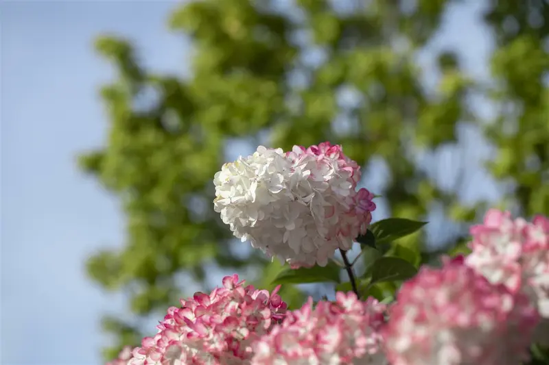 Hydrangea pan. 'Vanille Fraise'® 40- 50   C - afbeelding 2