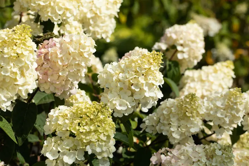 Hydrangea pan. 'Vanille Fraise'® 40- 50   C - afbeelding 3
