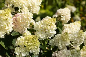 Hydrangea pan. 'Vanille Fraise'® 40- 50   C - afbeelding 3