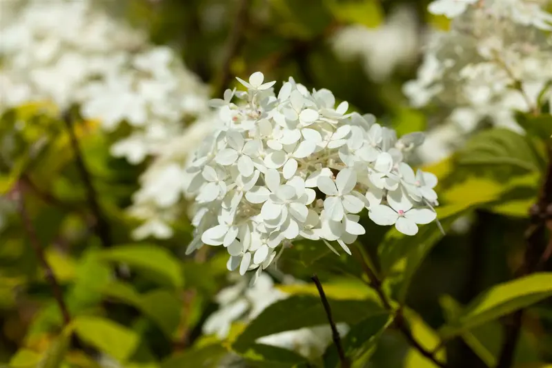 Hydrangea pan. 'Vanille Fraise'® 40- 50   C - afbeelding 4