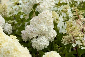Hydrangea pan. 'Vanille Fraise'® 40- 50   C - afbeelding 5