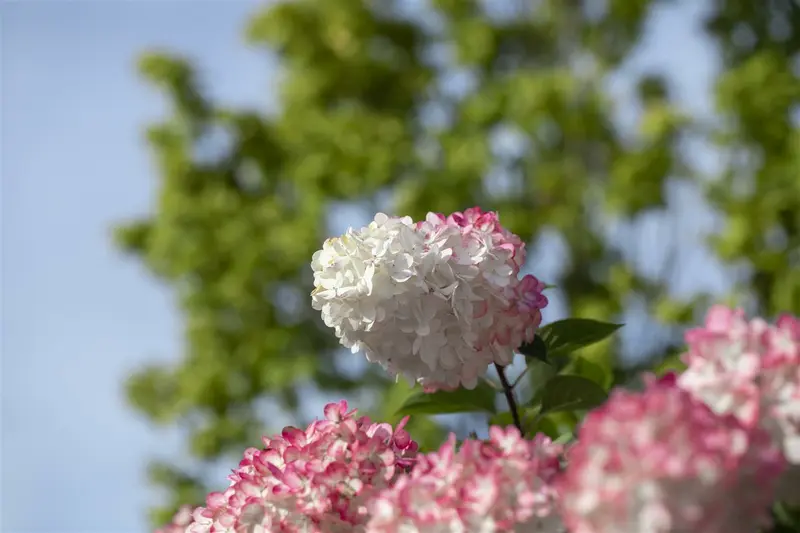 Vanille Fraise - afbeelding 2