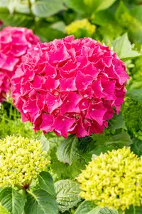 Red Wonder - afbeelding 5