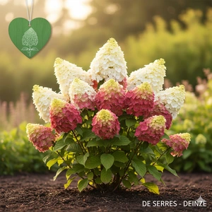 Hydrangea paniculata 'Mega Mindy'® C (40- 50)