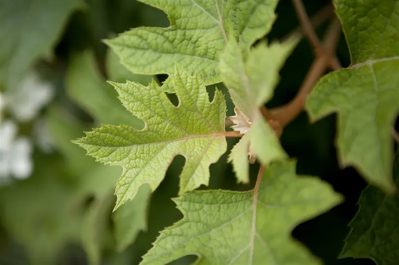 Hydrangea quercifolia 125-150   C45 - afbeelding 1