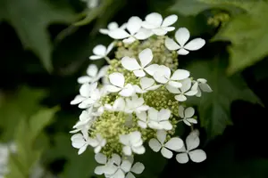 Hydrangea quercifolia 50- 60   C7,5 - afbeelding 3